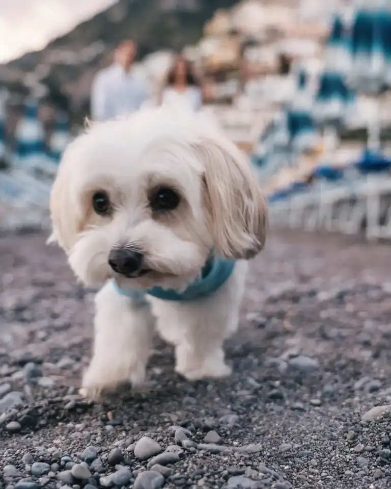 Close by shot of a cute dog playing and exploring on the beach of Positano